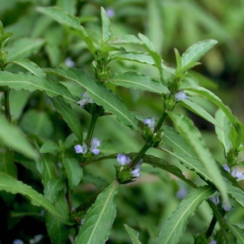 Hygrophila salicifolia - Weidenblättriger Wasserfreund im topf